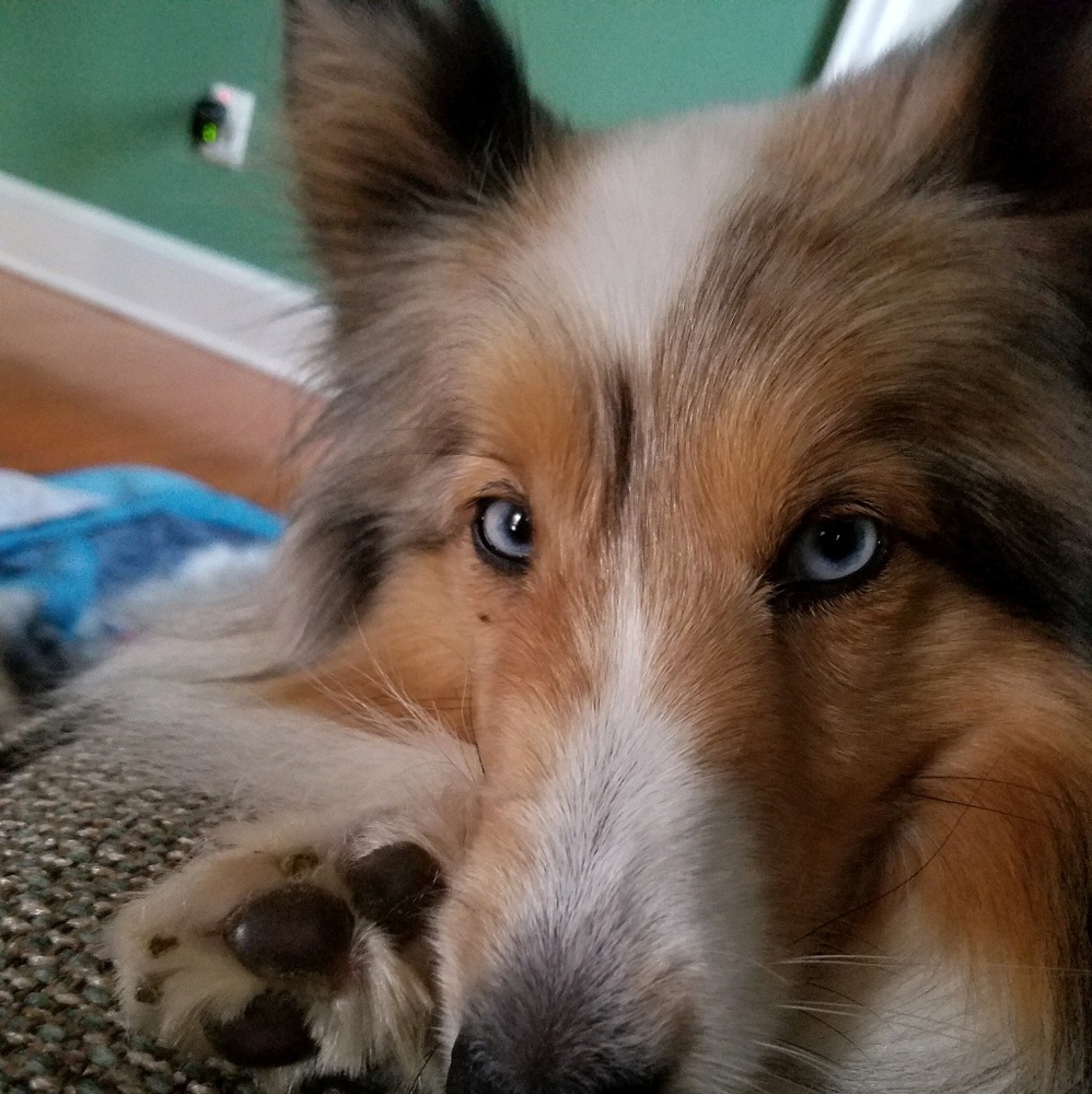 Meet your Posher, Lindsey